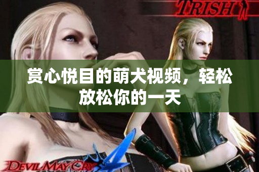 赏心悦目的萌犬视频，轻松放松你的一天