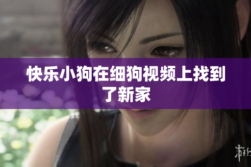 快乐小狗在细狗视频上找到了新家